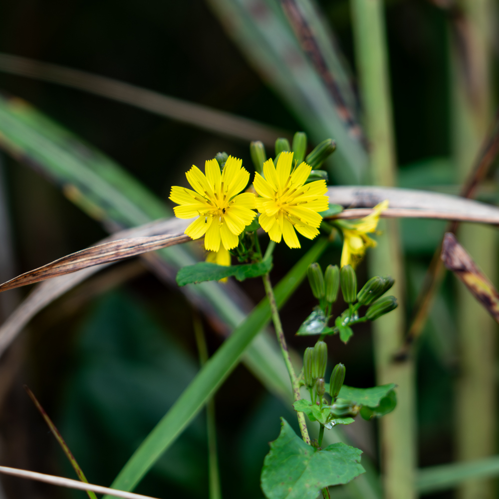 DSC00346.jpg