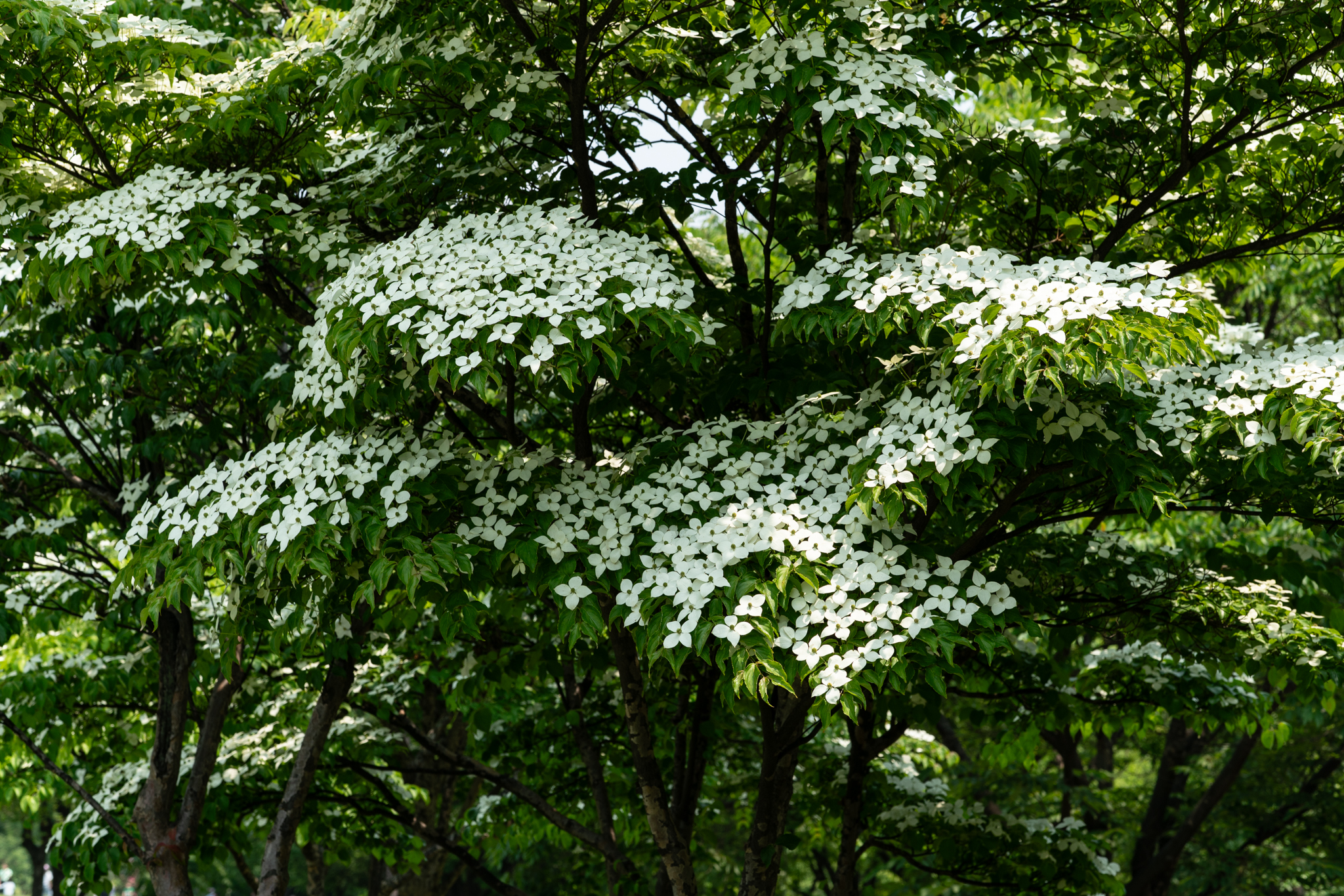 DSC08704.jpg